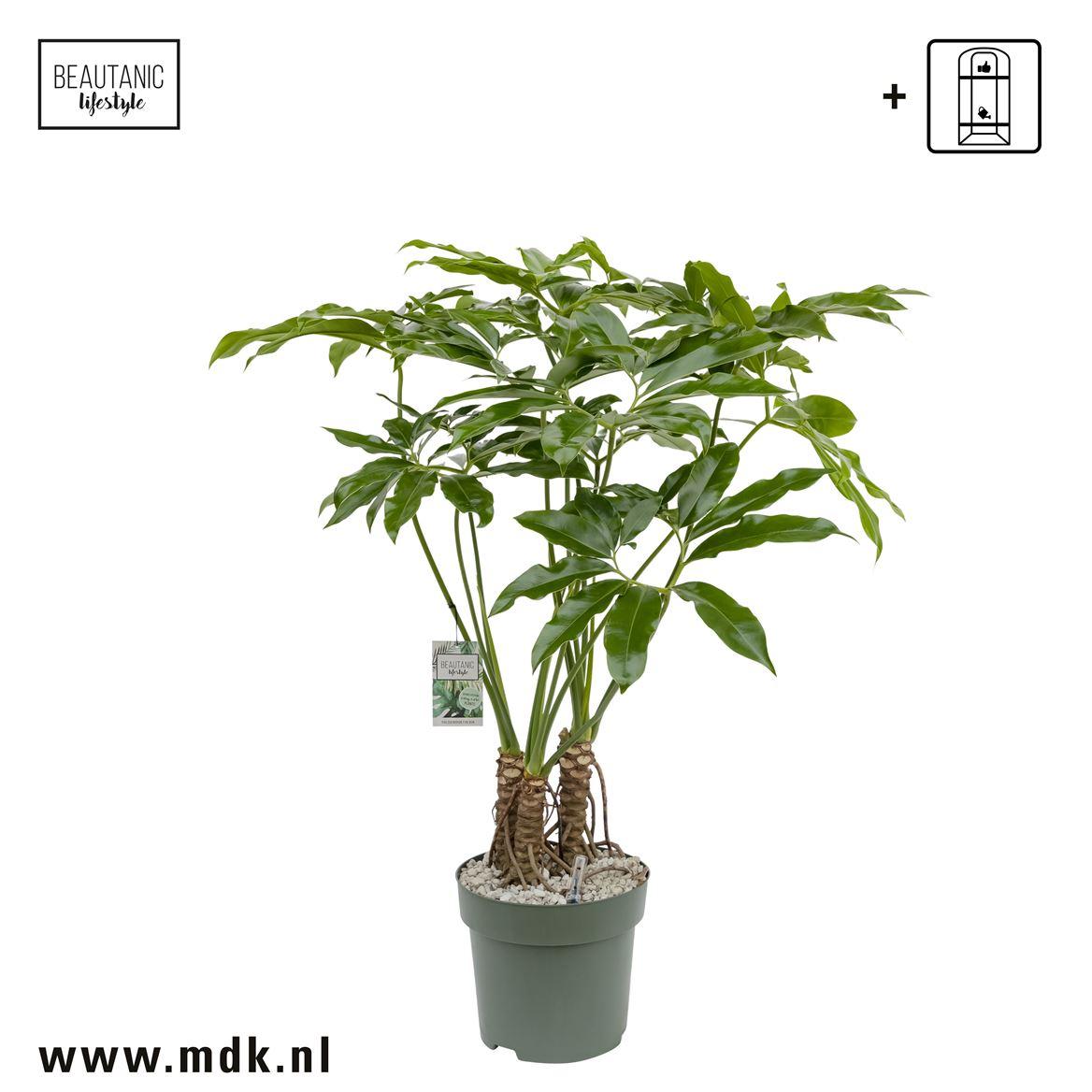 Горшечные цветы и растения оптом Philodendron Fun Bun + Watermeter от 1шт из Голландии с доставкой по России