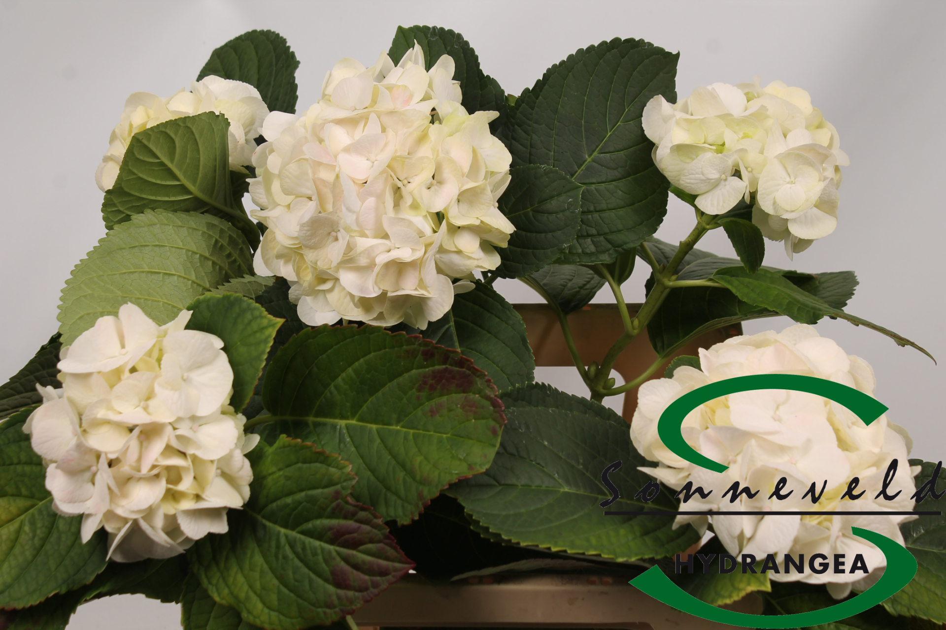 Срезанные цветы оптом Hydrangea white pink от 5шт из Голландии с доставкой по России