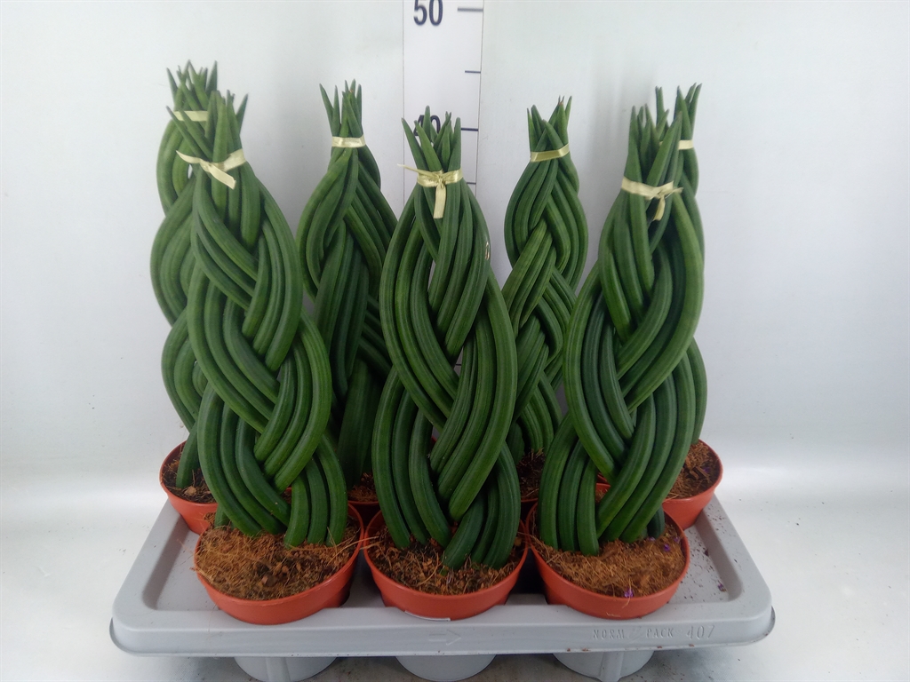 Горшечные цветы и растения оптом Sansevieria Cyl.  ... от 7шт из Голландии с доставкой по России