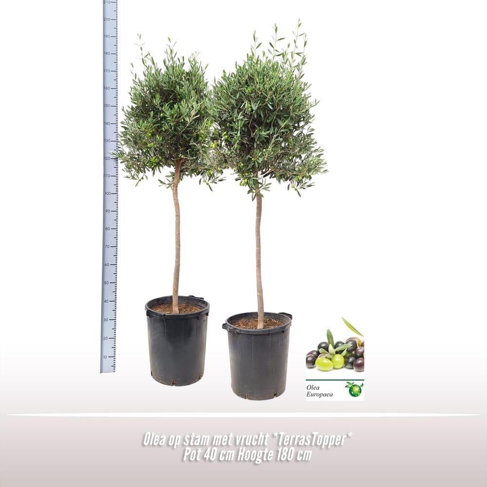 Горшечные цветы и растения оптом Olea Europaea On Stem от 1шт из Голландии с доставкой по России