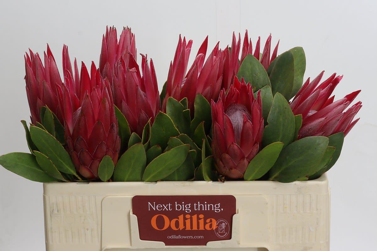 Срезанные цветы оптом Protea king madiba от 10шт из Голландии с доставкой по России