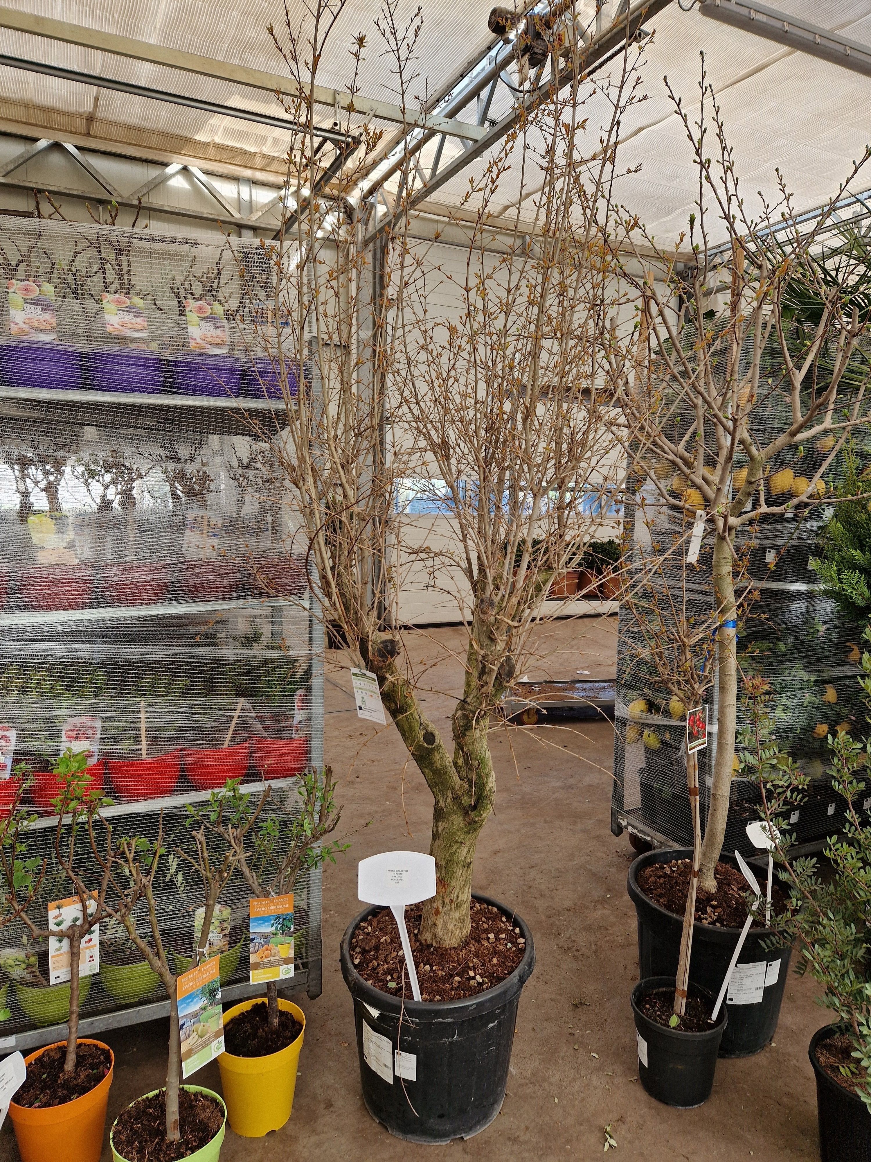 Горшечные цветы и растения оптом Punica Granatum от 1шт из Голландии с доставкой по России