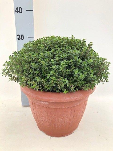 Горшечные цветы и растения оптом Thymus Citriodorus от 1шт из Голландии с доставкой по России