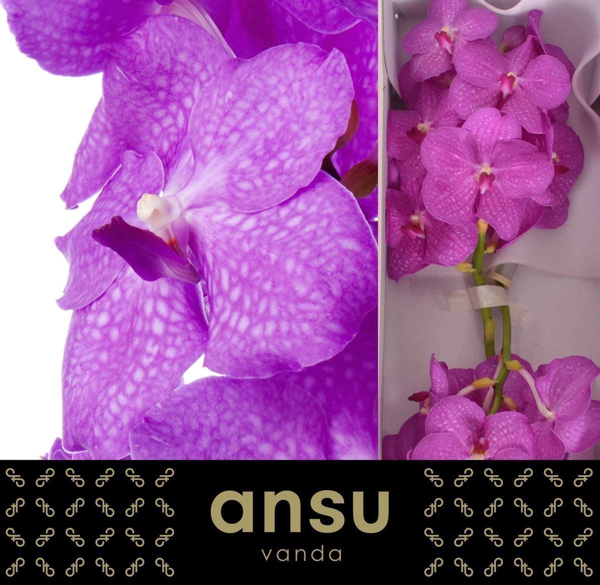 Срезанные цветы оптом Vanda nitaya hot pink от 16шт из Голландии с доставкой по России