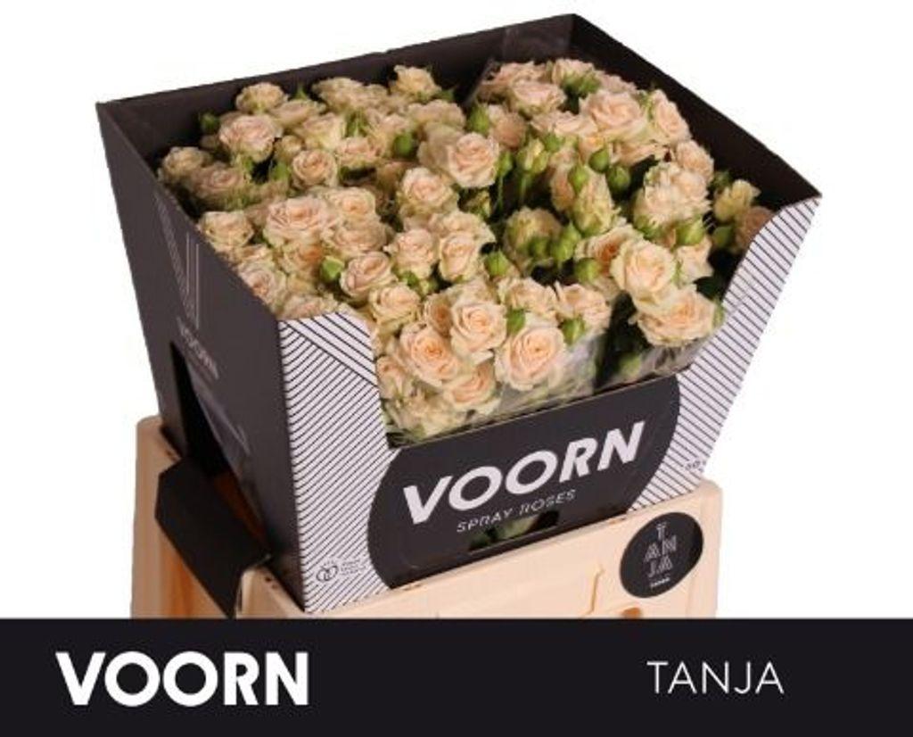 Срезанные цветы оптом Rosa spray tanja от 40шт. из Голландии с доставкой по России