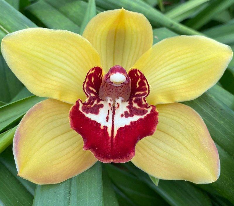 Срезанные цветы оптом Cymbidium orange favorit от 8шт из Голландии с доставкой по России