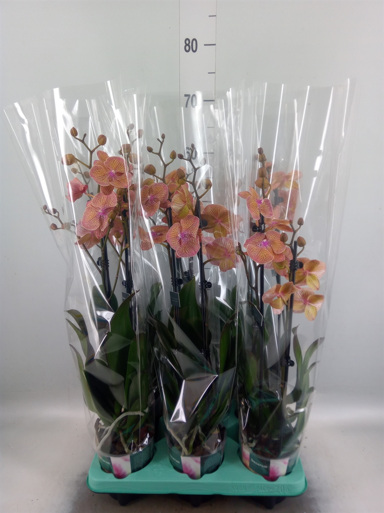 Горшечные цветы и растения оптом Phalaenopsis   ... от 6шт из Голландии с доставкой по России
