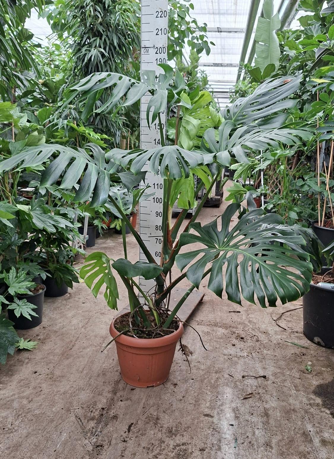 Горшечные цветы и растения оптом Monstera Xxl от 1шт из Голландии с доставкой по России