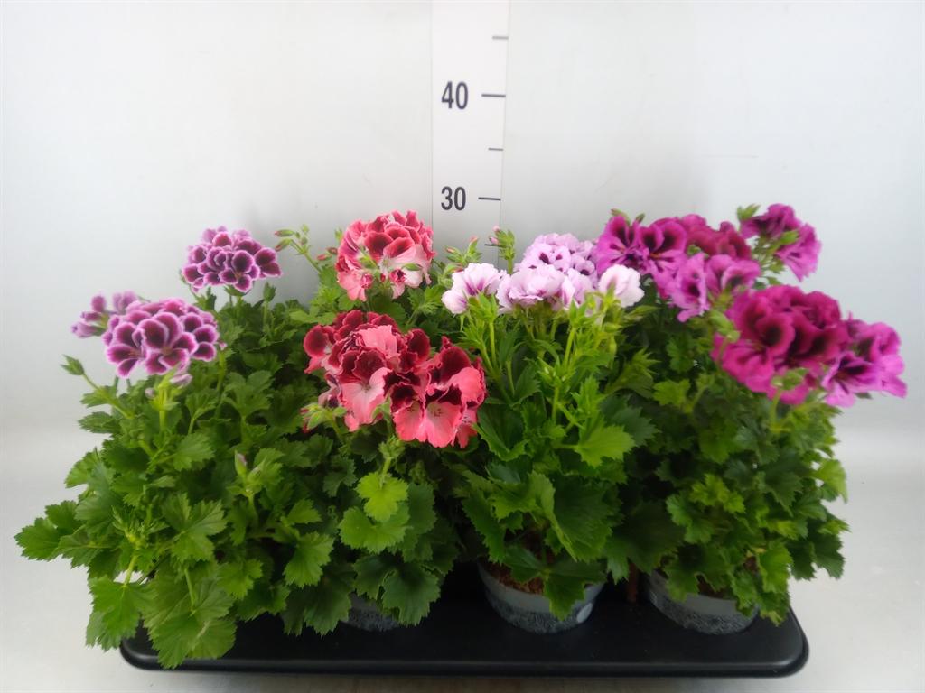 Горшечные цветы и растения оптом Pelargonium Gran.   ..mix от 8шт из Голландии с доставкой по России