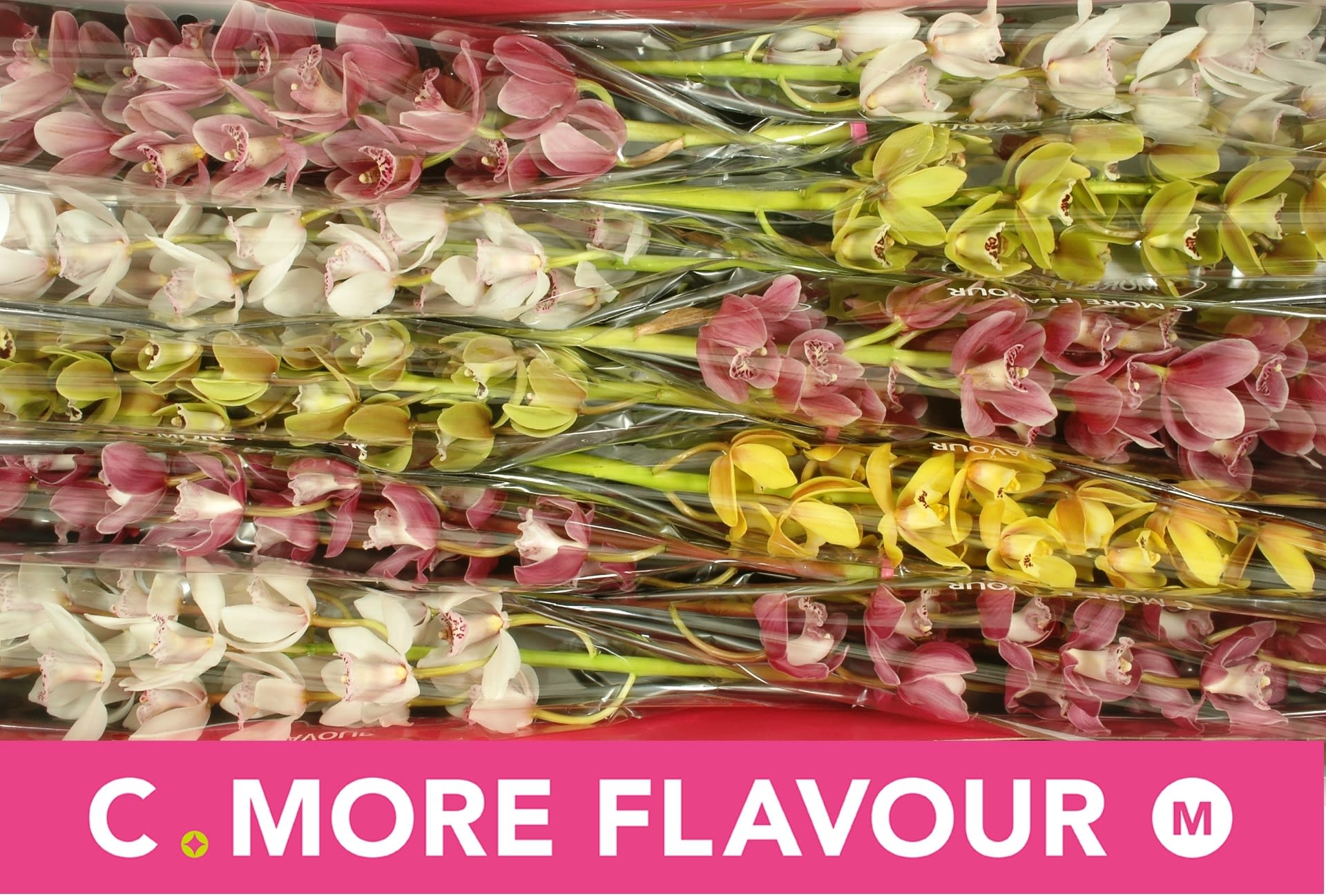 Срезанные цветы оптом Minicymbidium mix от 10шт.. из Голландии с доставкой по России