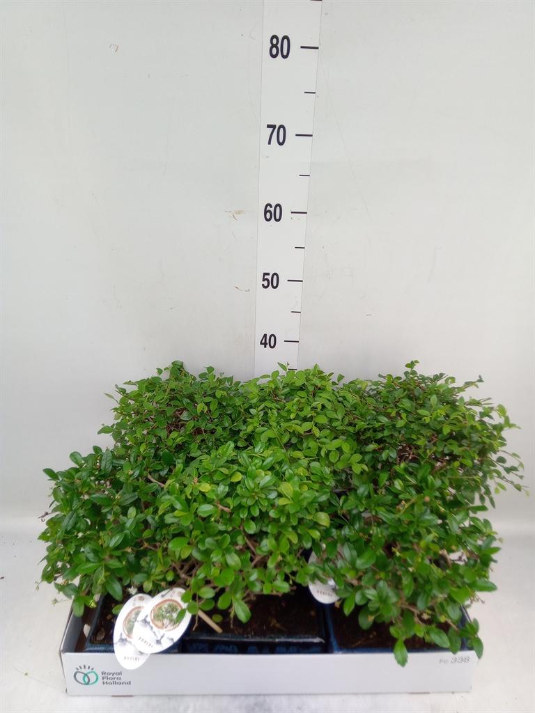 Горшечные цветы и растения оптом Bonsai   ...mix от 6шт из Голландии с доставкой по России