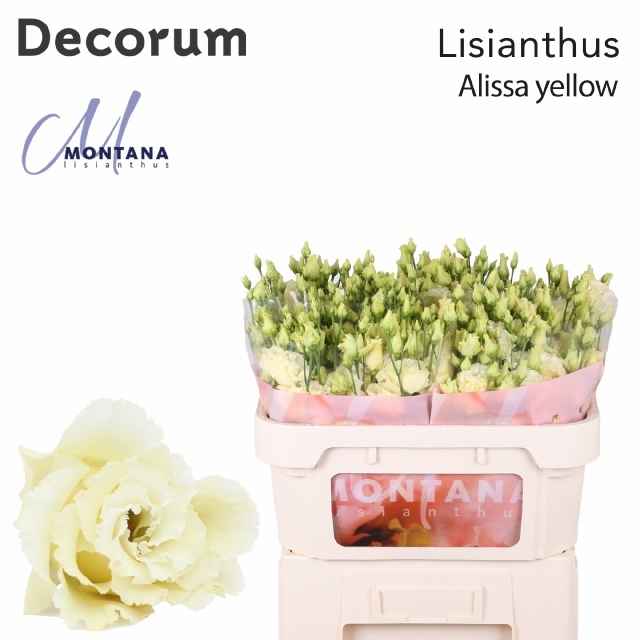 Срезанные цветы оптом Lisianthus do alissa yellow от 40шт из Голландии с доставкой по России