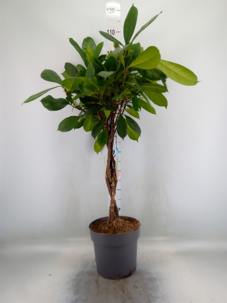Горшечные цветы и растения оптом Ficus Cyathistipula от 1шт из Голландии с доставкой по России