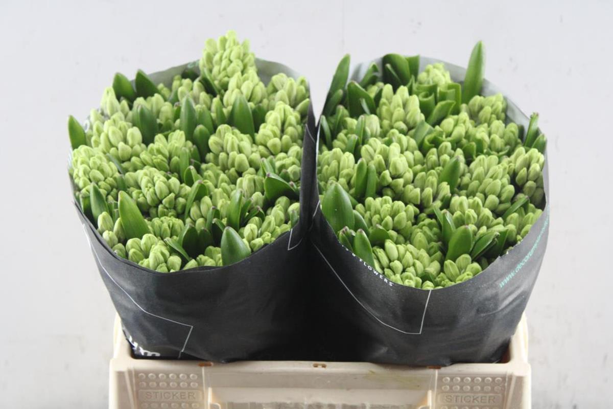 Срезанные цветы оптом Hyacinthus splendid cornelia от 50шт. из Голландии с доставкой по России