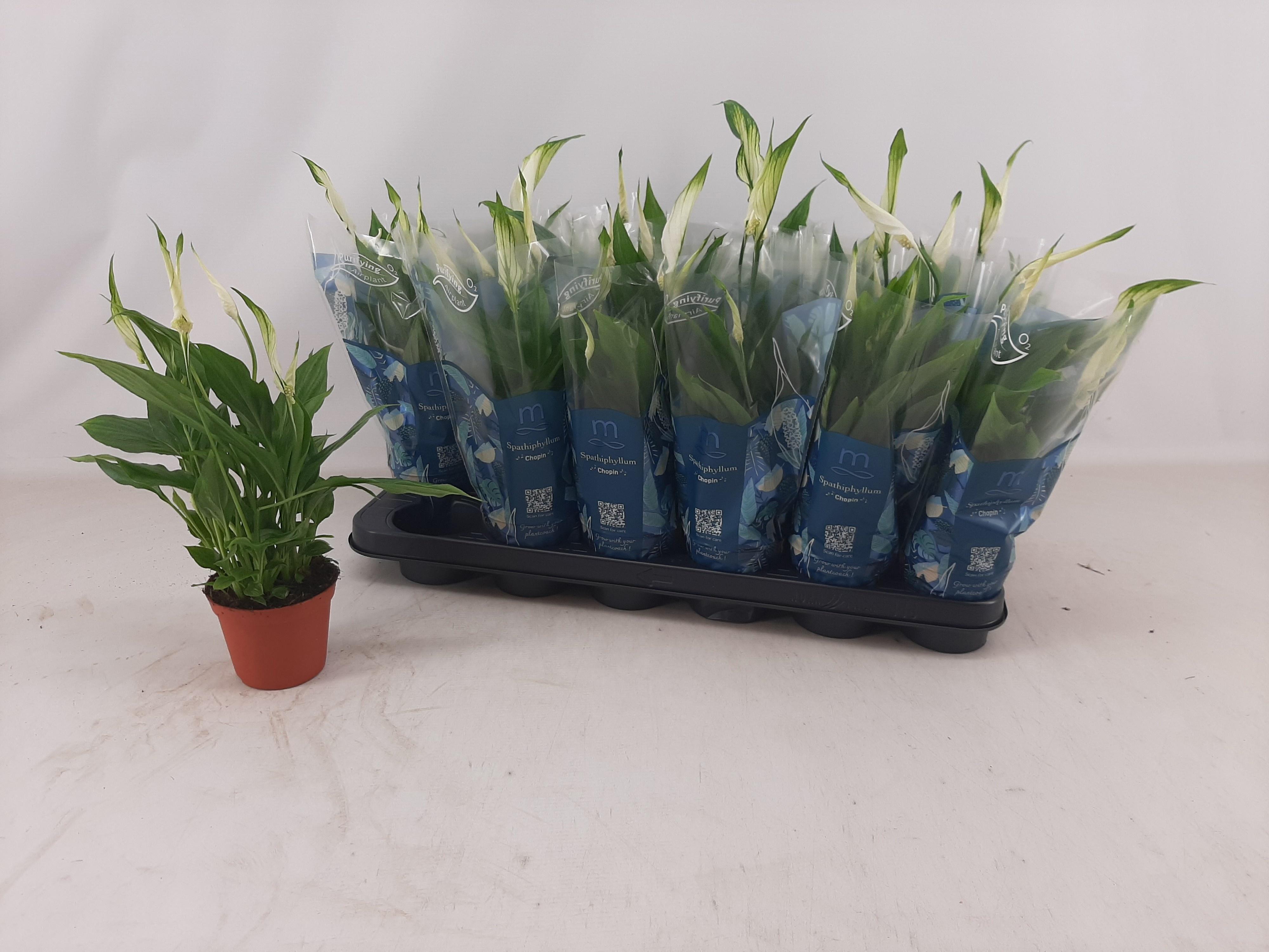 Горшечные цветы и растения оптом Spath Chopin от 18шт (для телеги) из Голландии с доставкой по России