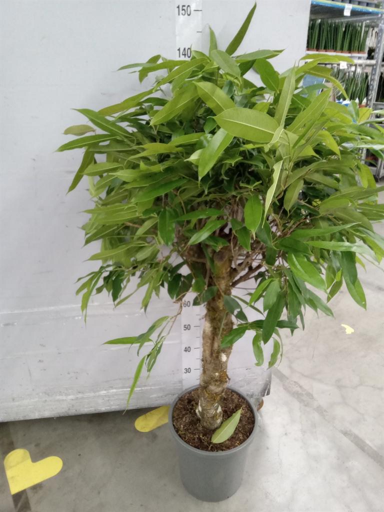 Горшечные цветы и растения оптом Ficus Bin Amstel King Twisted Stem от 1шт из Голландии с доставкой по России