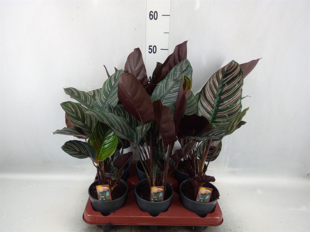 Горшечные цветы и растения оптом Calathea Sanderiana от 6шт из Голландии с доставкой по России