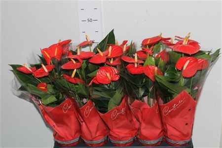 Горшечные цветы и растения оптом Anth An Esudo 4+ от 10шт из Голландии с доставкой по России