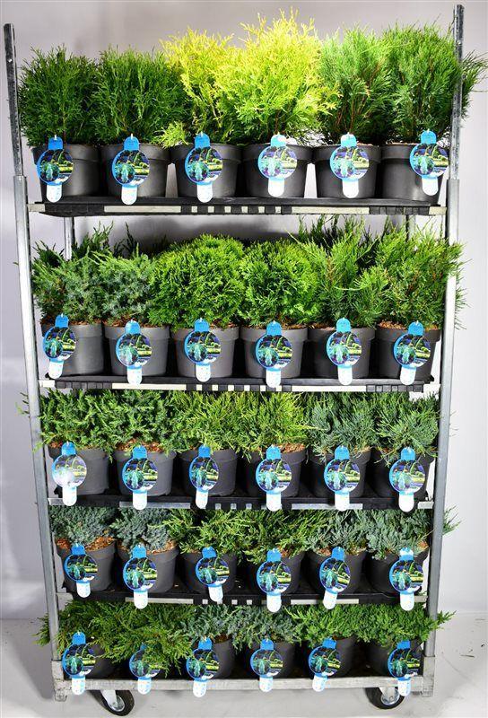 Горшечные цветы и растения оптом Coniferen Mix Cc от 1шт из Голландии с доставкой по России