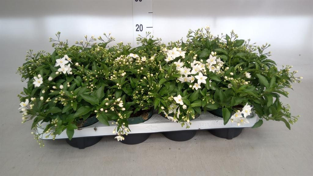 Горшечные цветы и растения оптом Solanum Jasminoides от 8шт из Голландии с доставкой по России Горшечные цветы и растения оптом Solanum Jasminoides от 8шт из Голландии с доставкой по России
