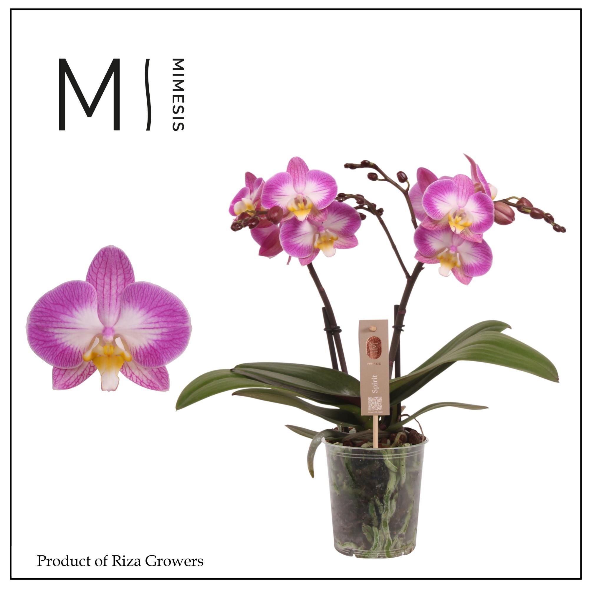 Горшечные цветы и растения оптом Phal 2st Spirit Pink Special (mimesis) от 6шт из Голландии с доставкой по России