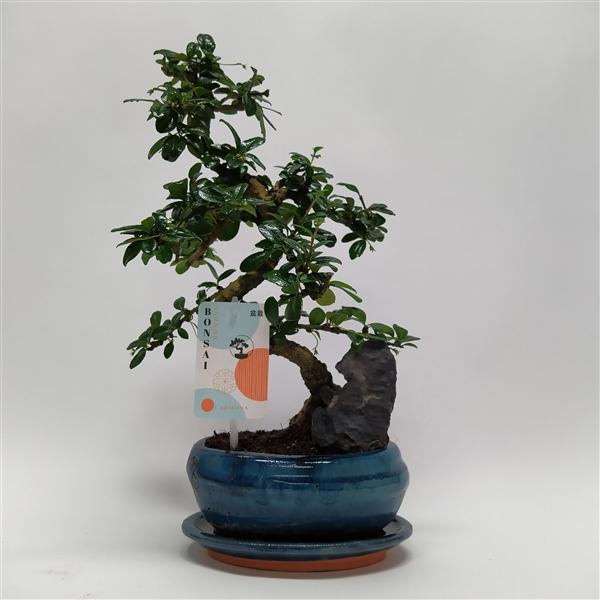 Горшечные цветы и растения оптом Bonsai Carmona S-shape Landscape от 8шт из Голландии с доставкой по России