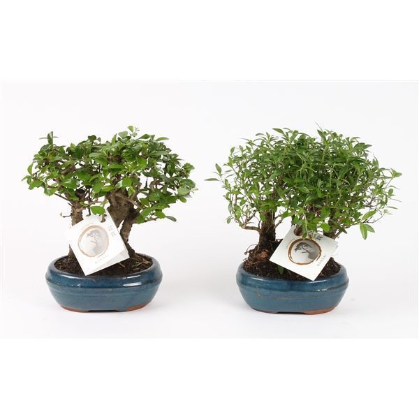 Горшечные цветы и растения оптом Bonsai Mix Forest In Ceramic от 8шт из Голландии с доставкой по России