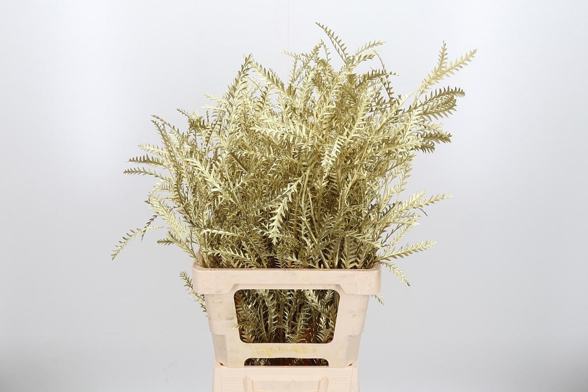 Срезанные цветы оптом Grevillea ivanhoe paint gold от 50шт из Голландии с доставкой по России