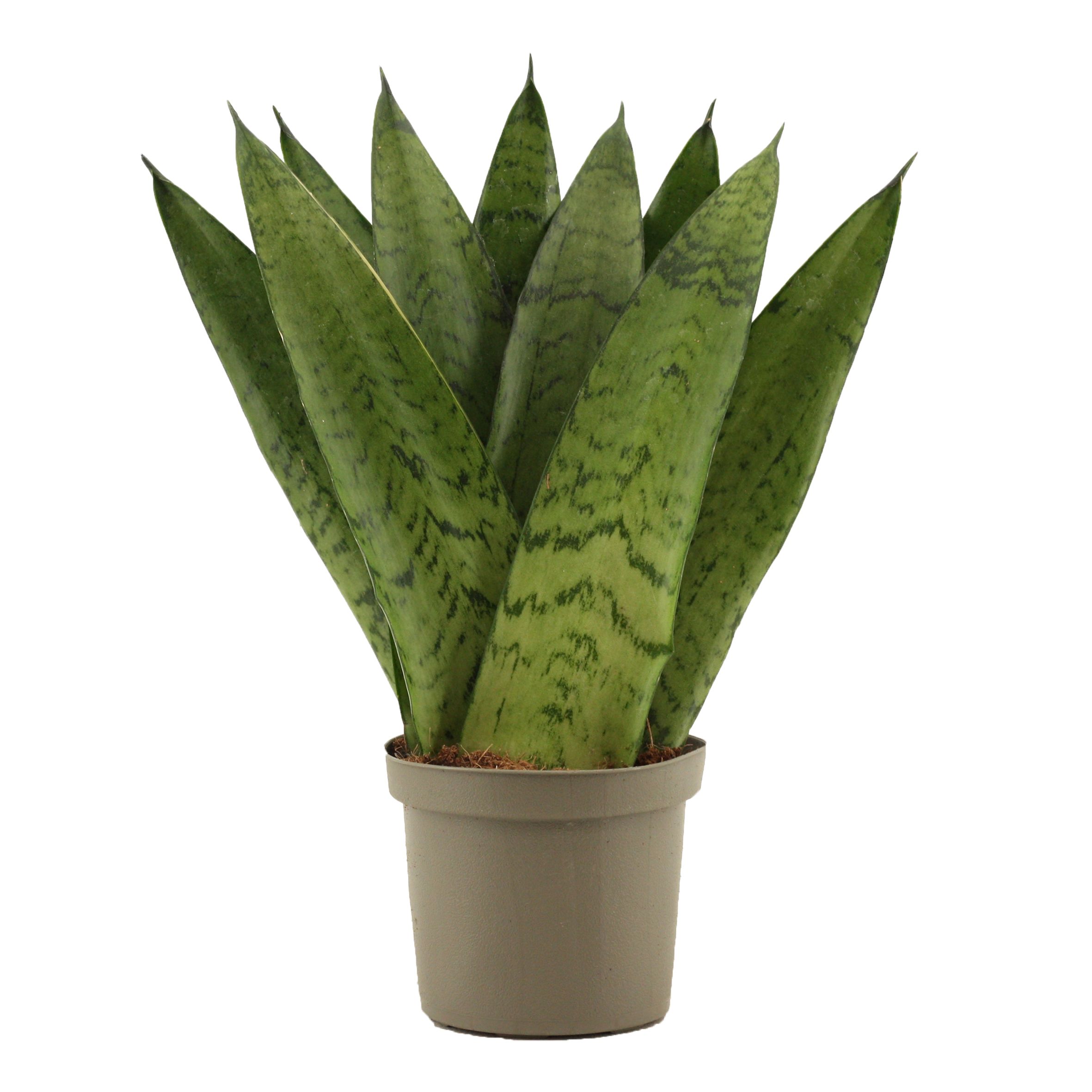 Горшечные цветы и растения оптом Sansevieria Zeylanica Fan от 18шт (для телеги) из Голландии с доставкой по России