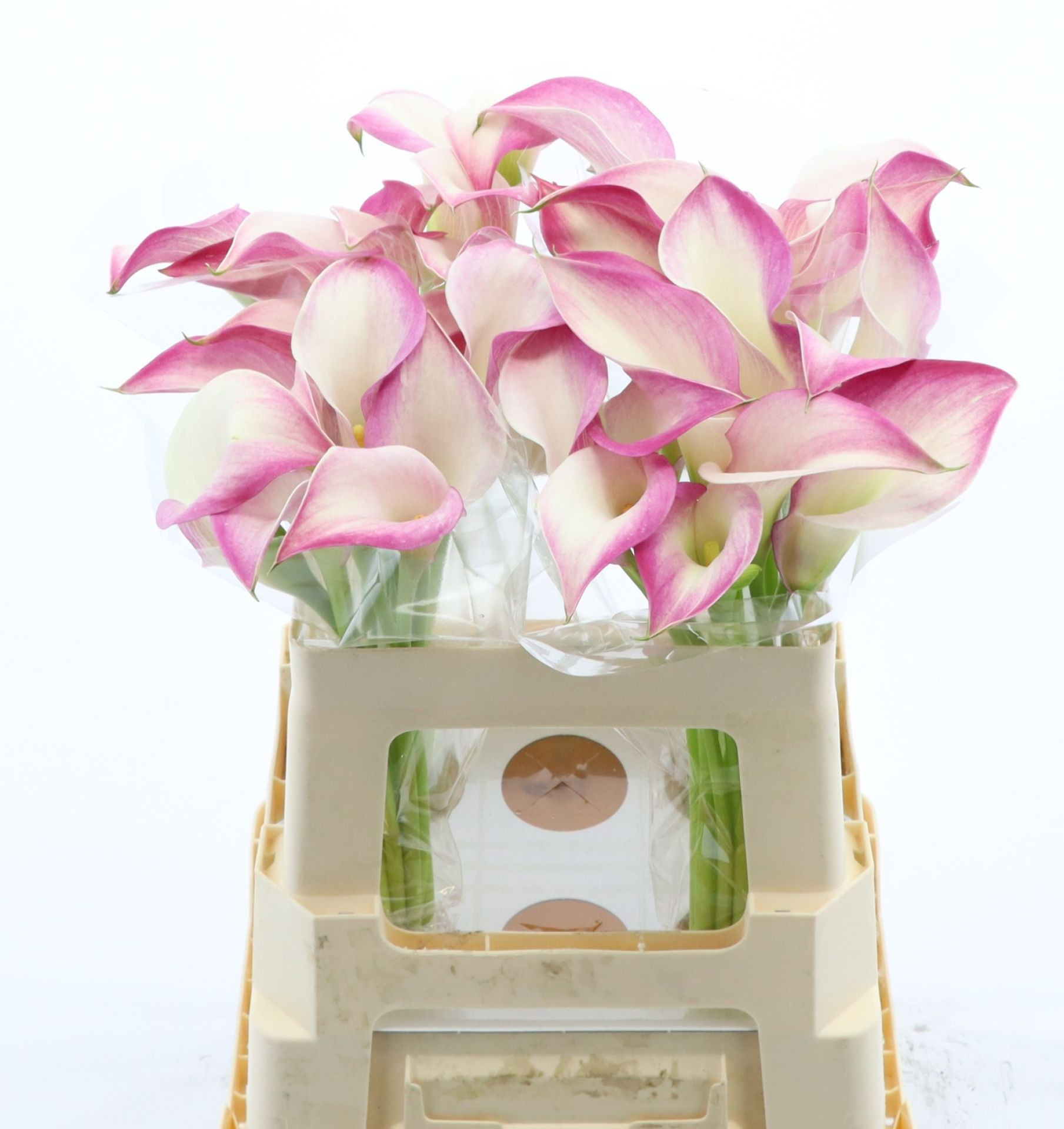 Срезанные цветы оптом Zantedeschia call mario от 40шт из Голландии с доставкой по России