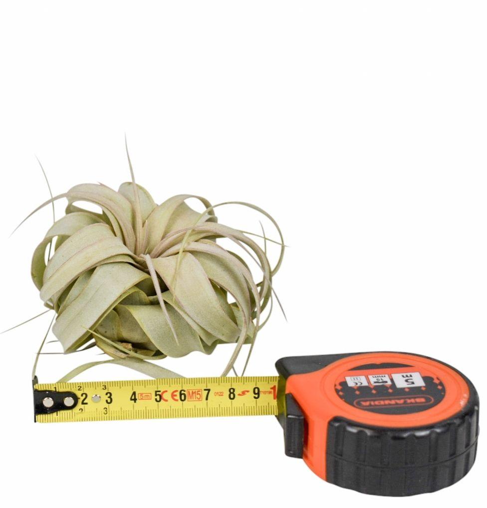 Горшечные цветы и растения оптом Tillandsia Xerograph от 15шт (для телеги) из Голландии с доставкой по России