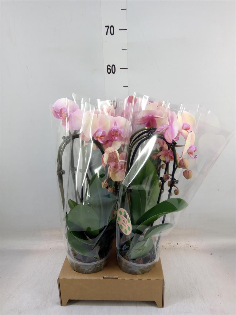 Горшечные цветы и растения оптом Phal Elegant Cascade от 4шт из Голландии с доставкой по России