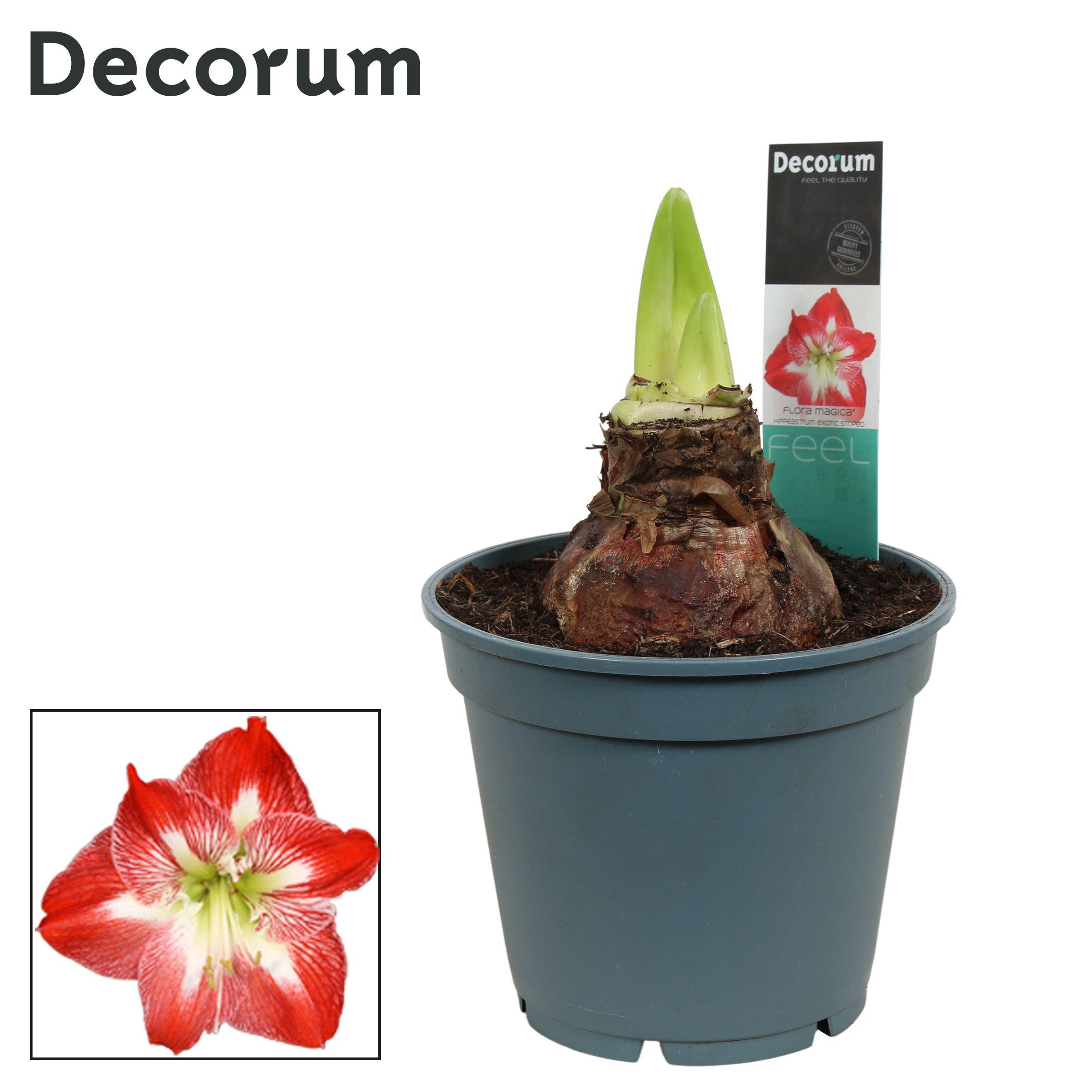 Горшечные цветы и растения оптом Hipp Exotic Striped 2-3pp (decorum) от 6шт из Голландии с доставкой по России