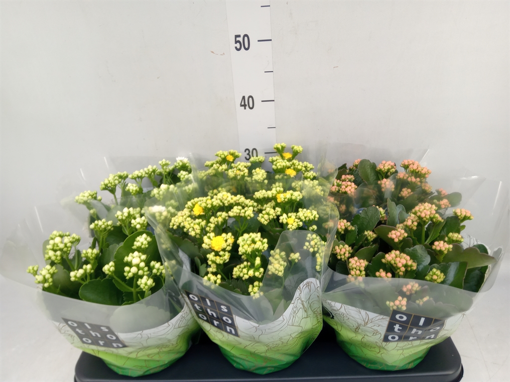 Горшечные цветы и растения оптом Kalanchoe Blos.   ..rosebud Mix  3 от 6шт из Голландии с доставкой по России