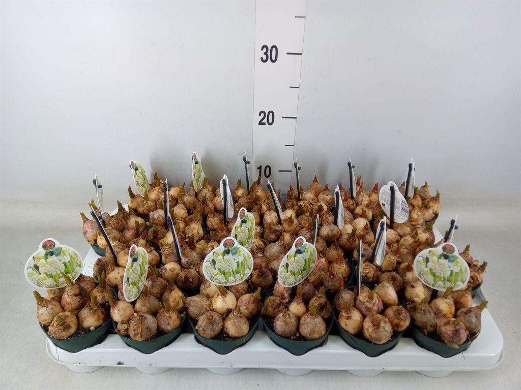 Горшечные цветы и растения оптом Muscari   ... от 24шт (для телеги) из Голландии с доставкой по России