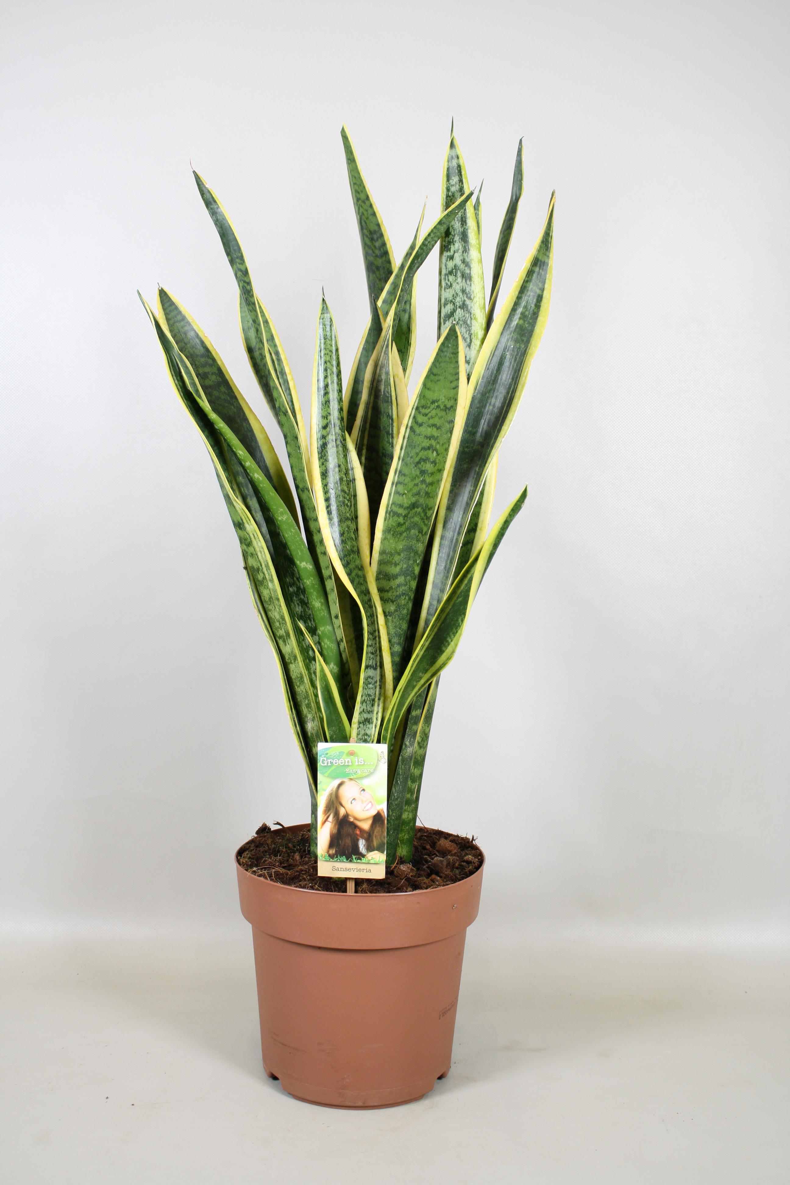 Горшечные цветы и растения оптом Sansevieria Laurentii A от 1шт из Голландии с доставкой по России