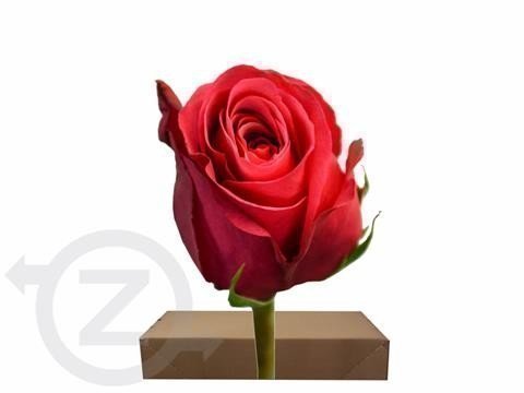 Срезанные цветы оптом Rosa ec cherry-o! от 125шт из Голландии с доставкой по России