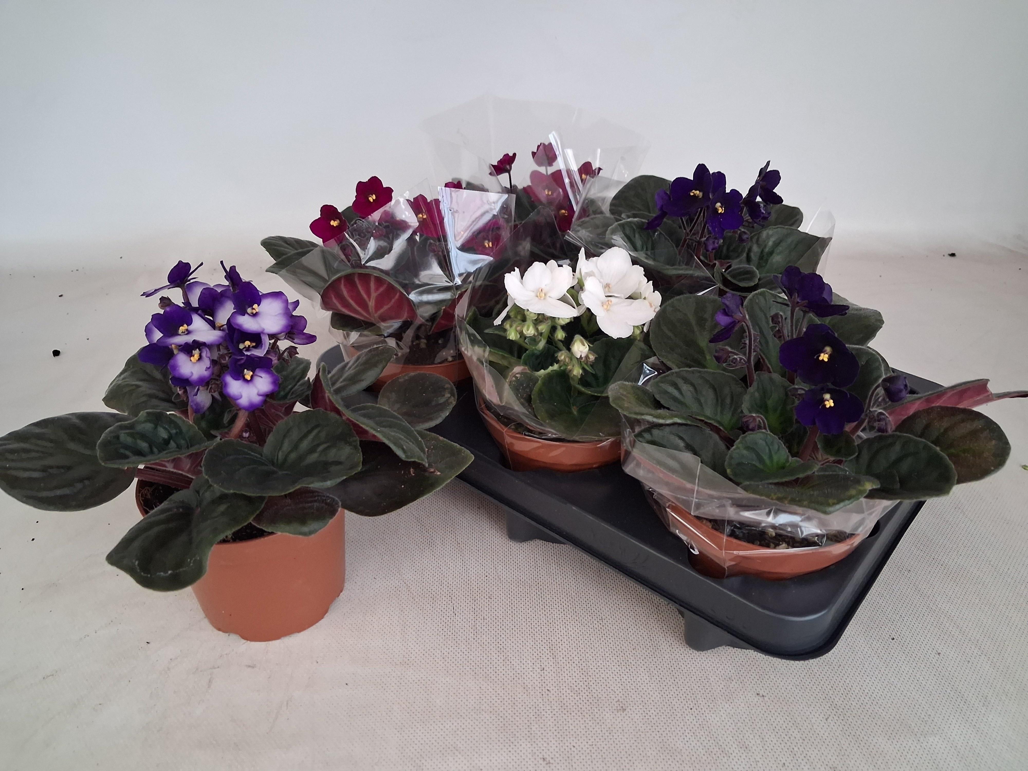 Горшечные цветы и растения оптом Saintp Gem 4 Kl от 6шт (для телеги) из Голландии с доставкой по России