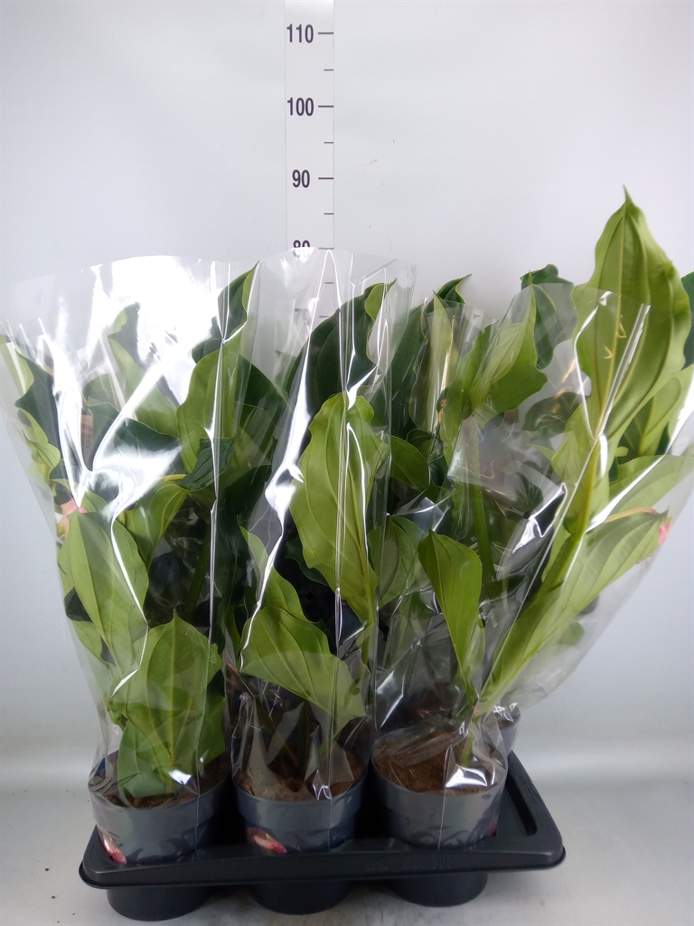 Горшечные цветы и растения оптом Medinilla Magn. от 6шт из Голландии с доставкой по России