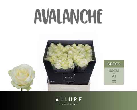 Срезанные цветы оптом Rosa la avalanche+ Allure от 40шт из Голландии с доставкой по России