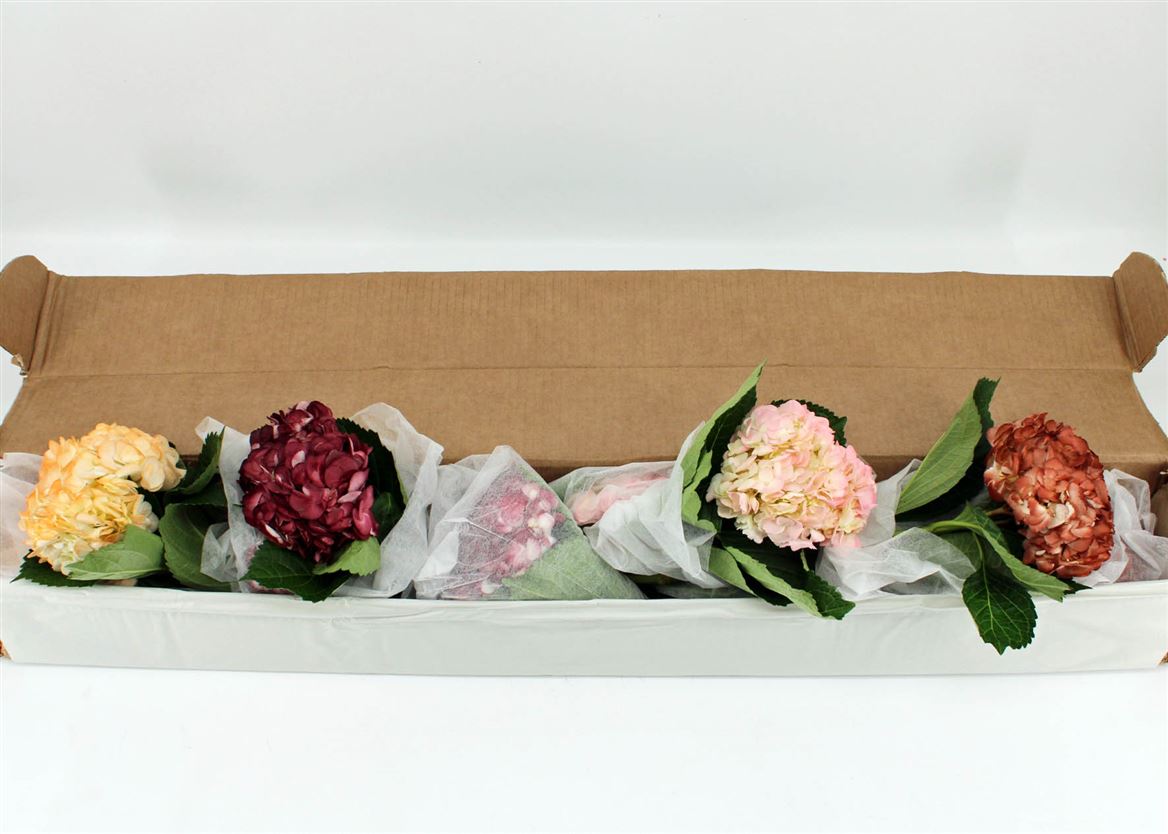 Срезанные цветы оптом Hydrangea mix wedding от 12шт из Голландии с доставкой по России