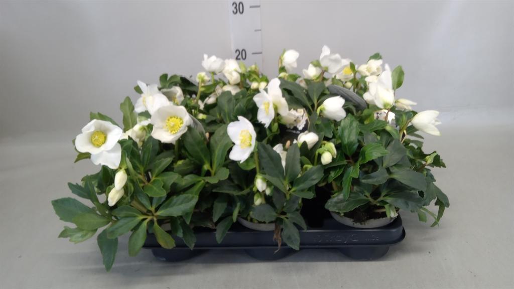 Горшечные цветы и растения оптом Helleborus Niger от 8шт из Голландии с доставкой по России