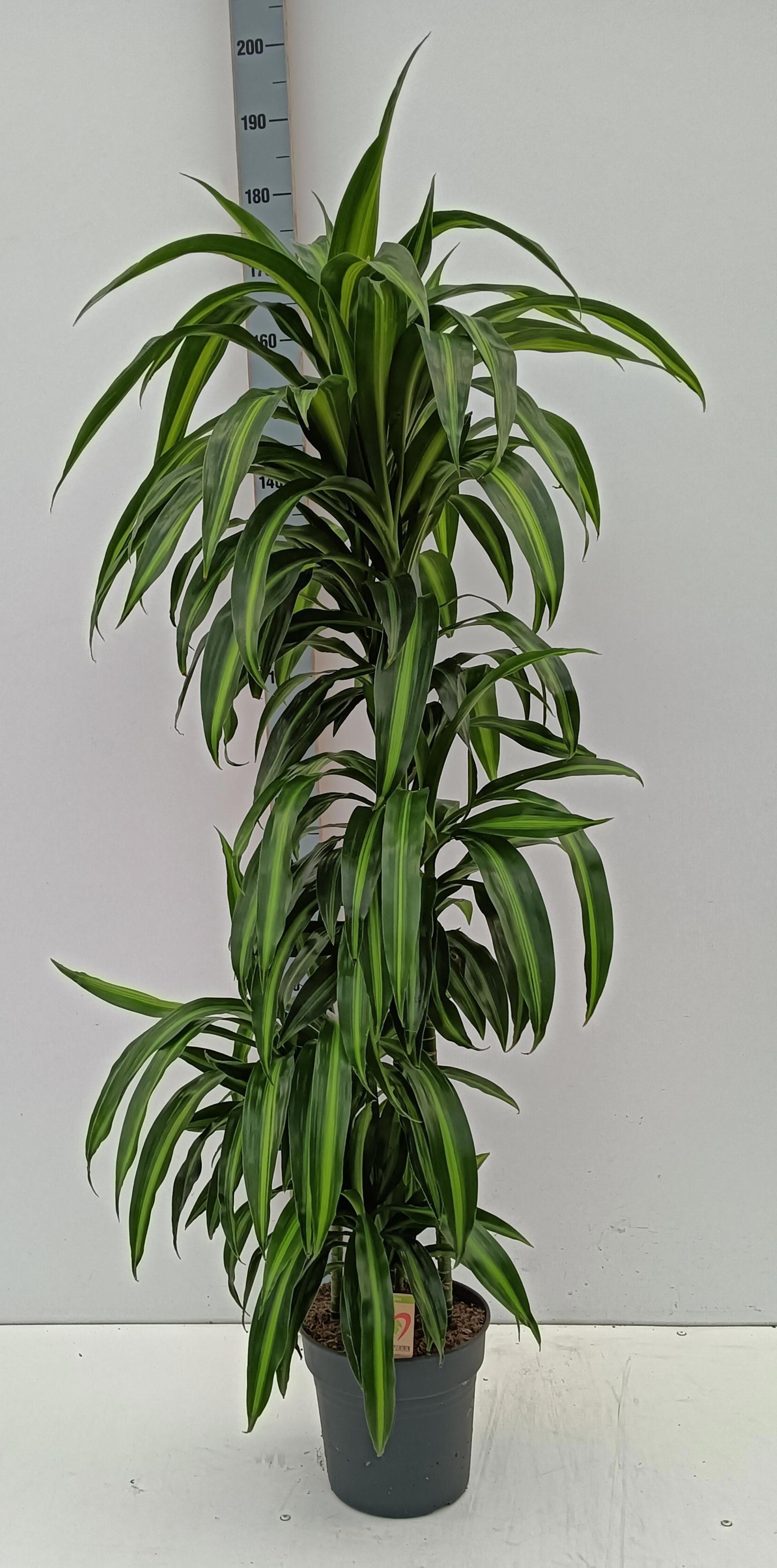 Горшечные цветы и растения оптом Dra Frag Hawai Sunsh от 1шт из Голландии с доставкой по России