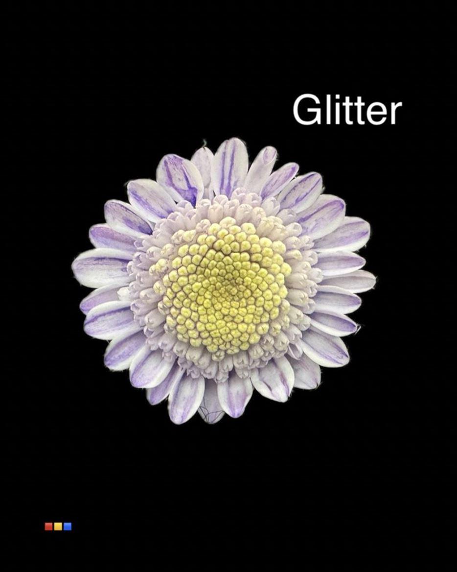 Срезанные цветы оптом Chrys sp paint stallion dusty pastel milka + glit от 60шт из Голландии с доставкой по России