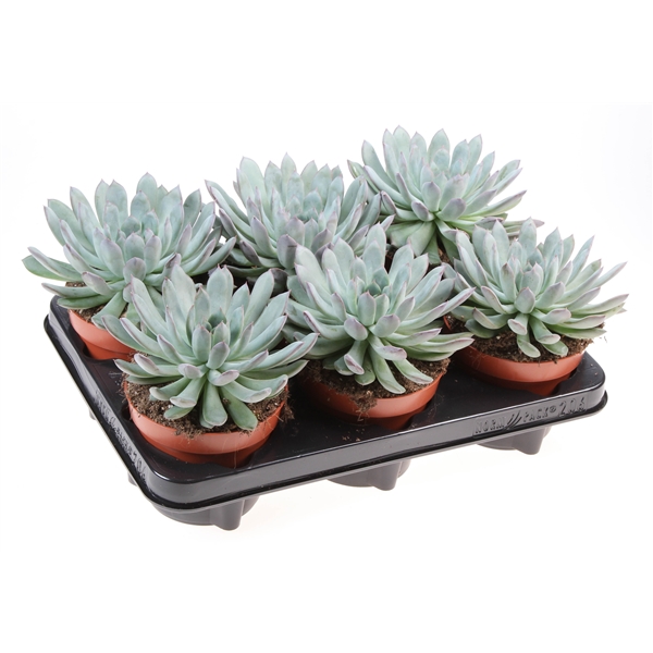 Горшечные цветы и растения оптом Echeveria Pulidonis от 6шт из Голландии с доставкой по России