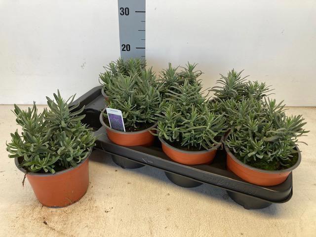 Горшечные цветы и растения оптом Lavan An Hidcote от 7шт из Голландии с доставкой по России