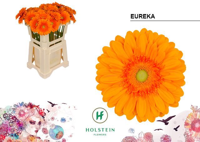 Срезанные цветы оптом Gerbera eureka от 40шт из Голландии с доставкой по России