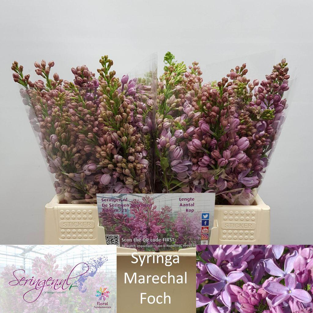 Срезанные цветы оптом Syringa marechal foch от 40шт из Голландии с доставкой по России