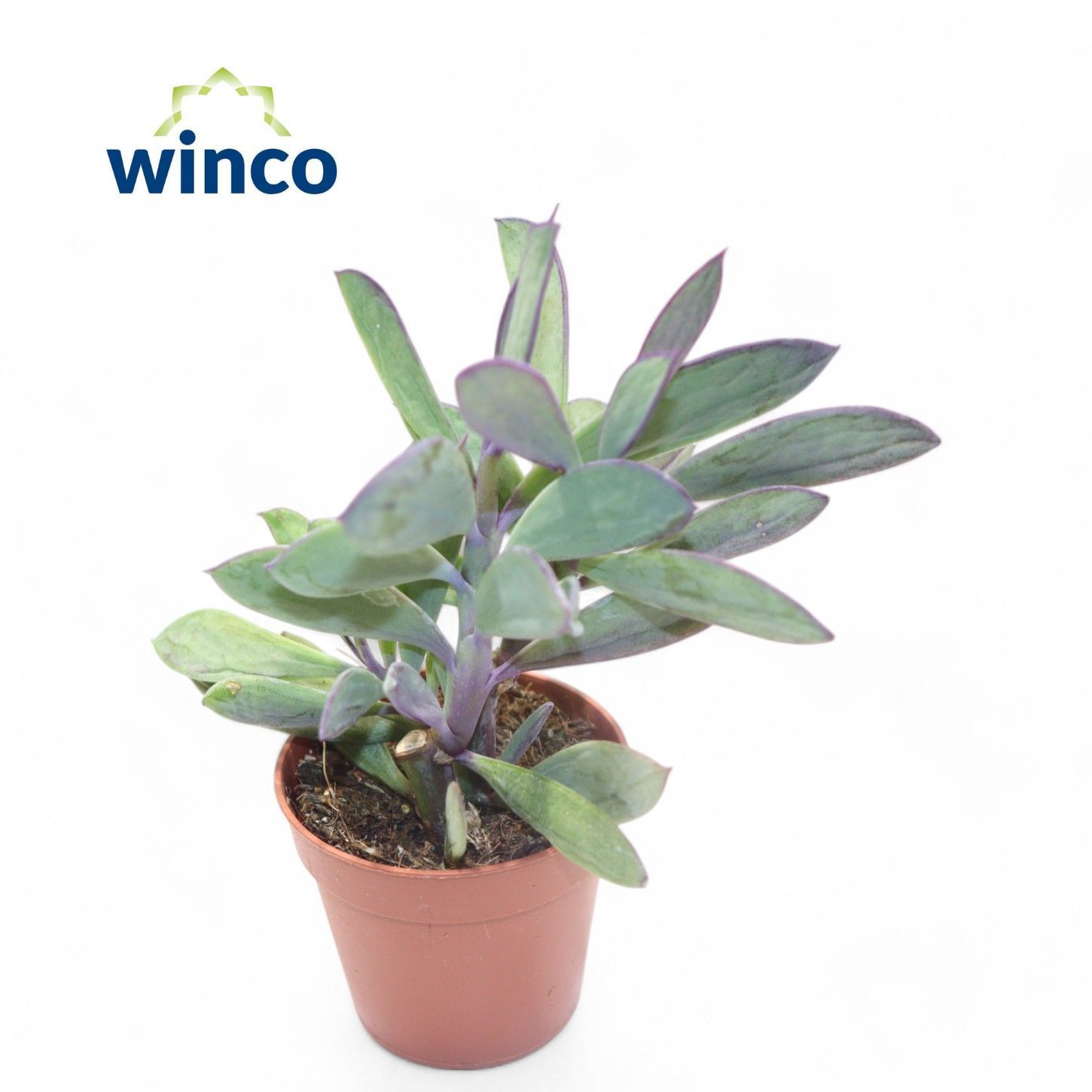 Горшечные цветы и растения оптом Senecio Crassisimus от 20шт (для телеги) из Голландии с доставкой по России