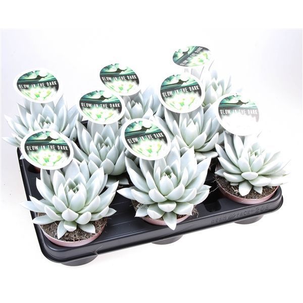 Горшечные цветы и растения оптом Echeveria Glow In The Dark + Etiket от 8шт из Голландии с доставкой по России